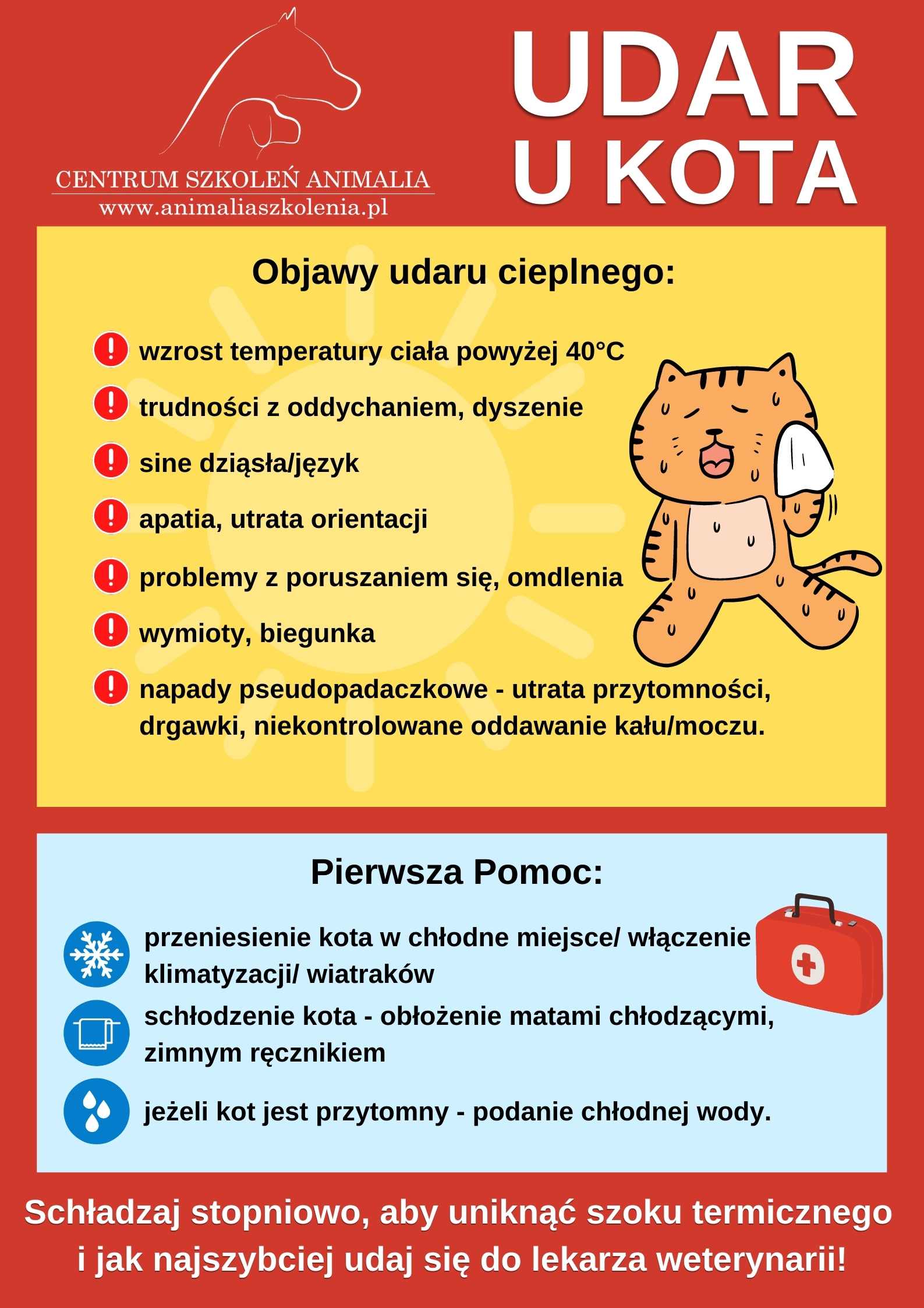 Jak się zachowuje przegrzany kot?