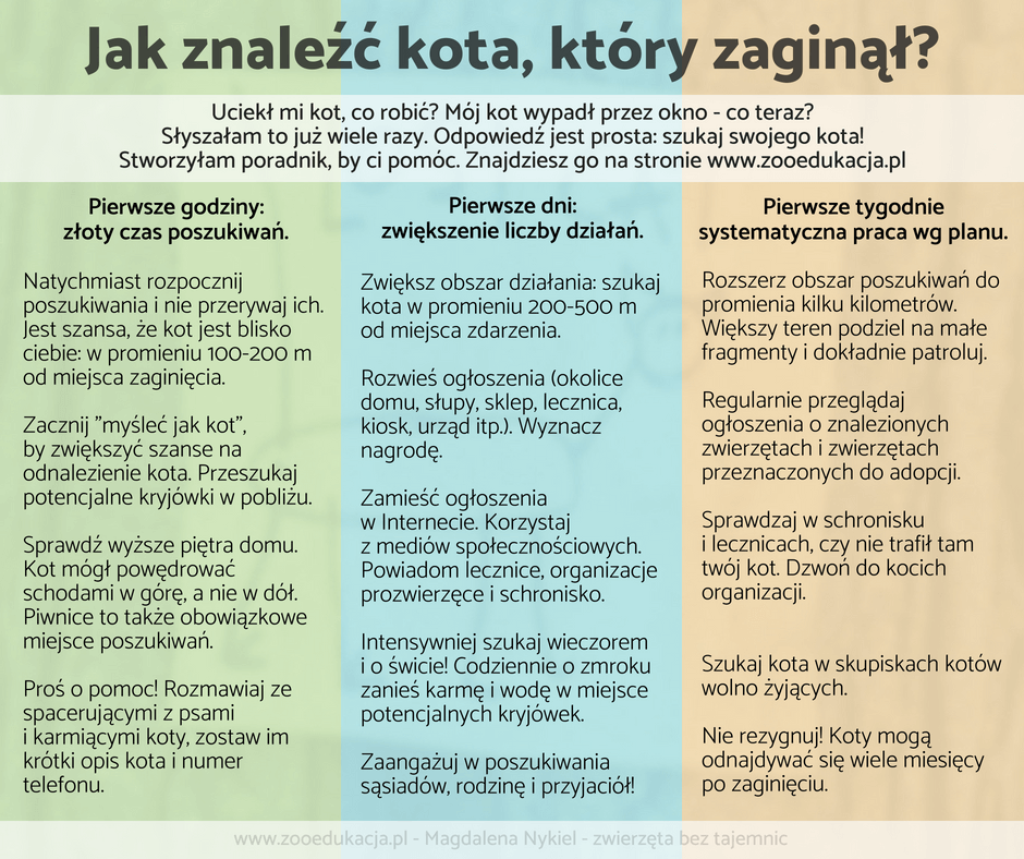 Jak szukać kota który uciekł?