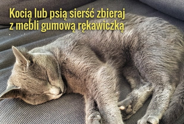 Jak szybko usunąć sierść?