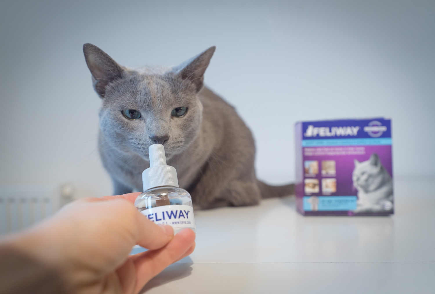 Jak używać kocich feromonów?