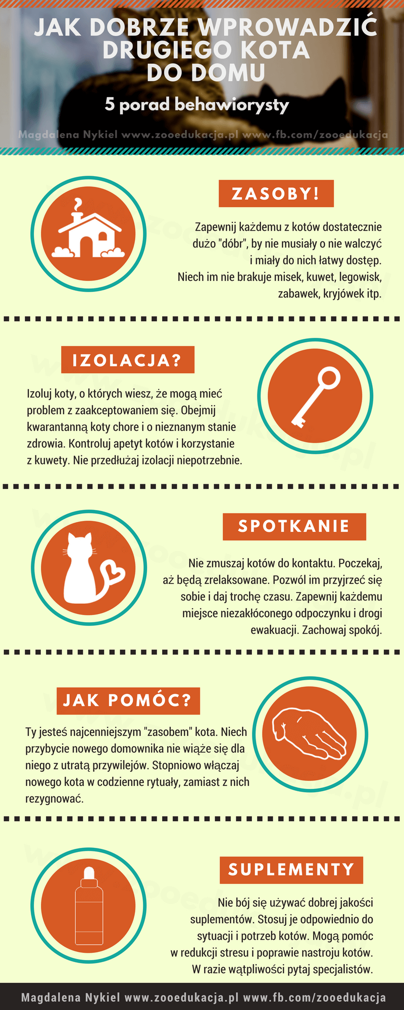 Jak wprowadzić kota do domu z kotem?