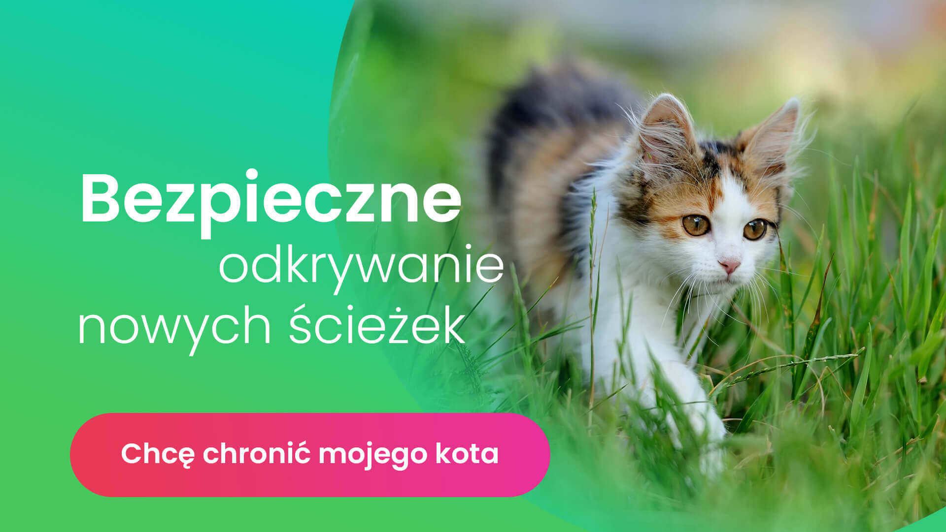 Jak zlokalizować kota?