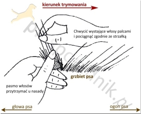 Jak zrobić trymowanie?