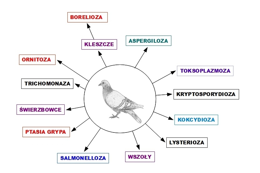 Jakie są choroby odzwierzęce?