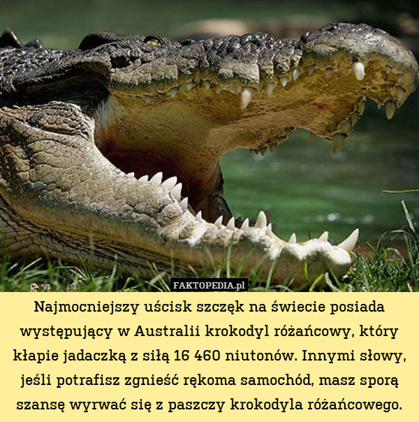 Jakie zwierzę ma najmocniejszy uścisk?