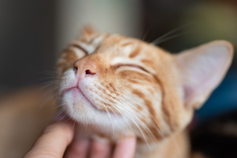 Kiedy kot jest szczęśliwy?
