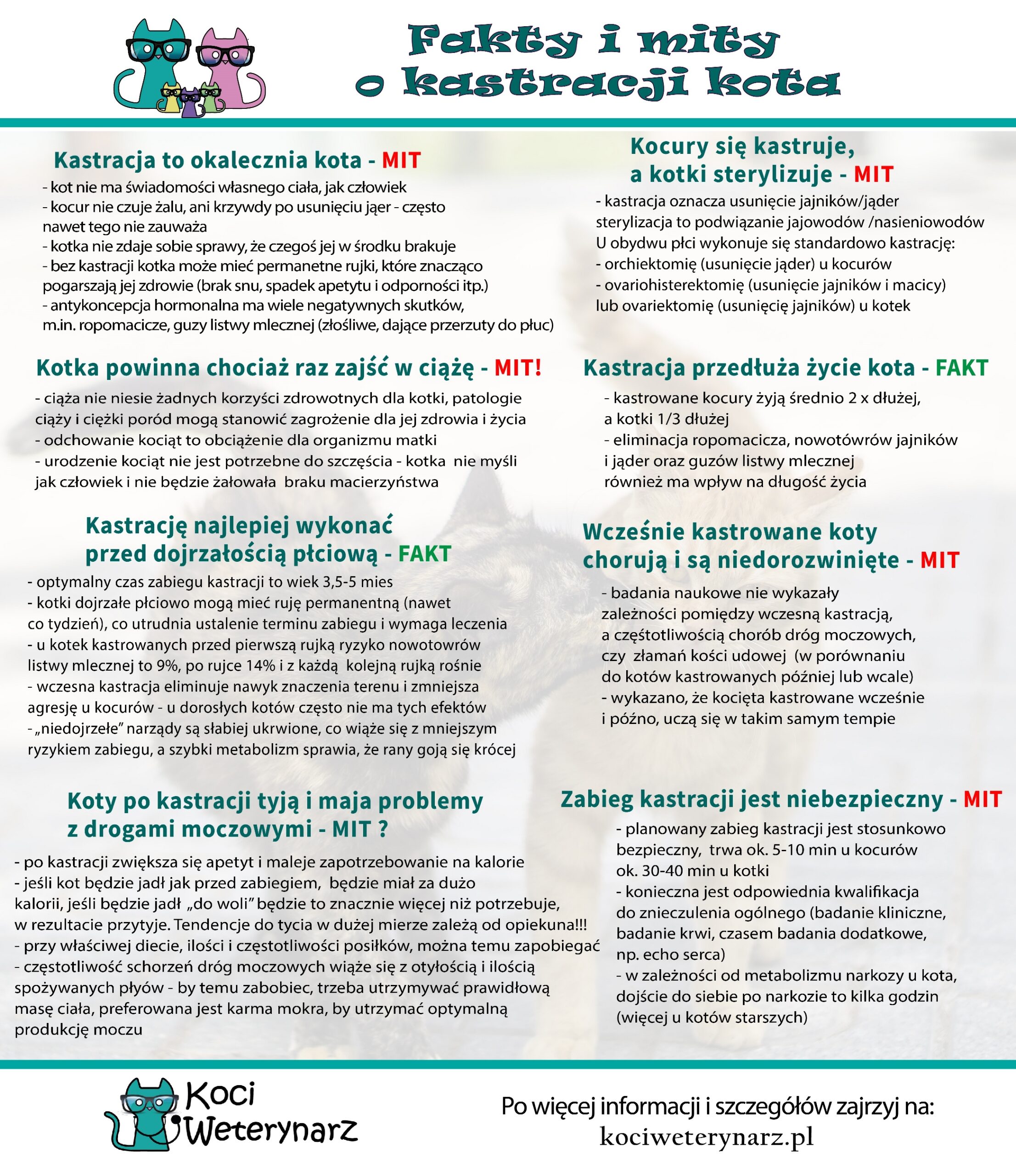 Kiedy nie można kastrować kota?