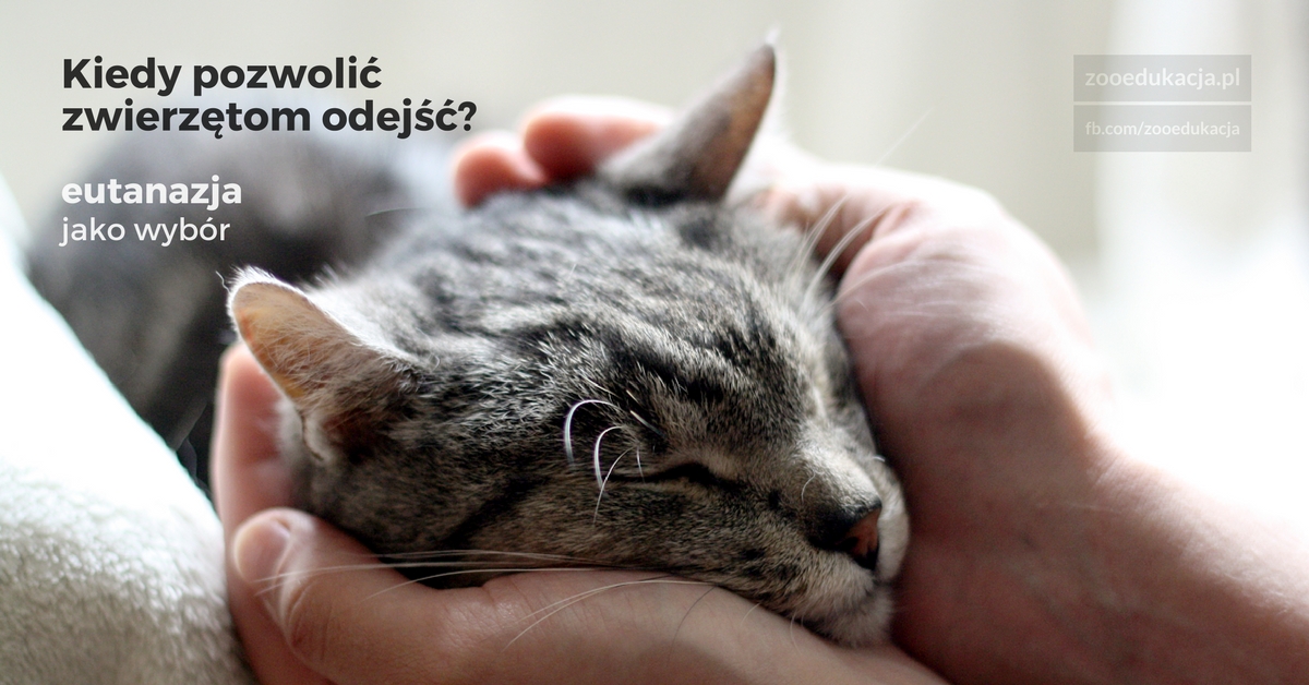 Kiedy trzeba pozwolić kotu odejść?