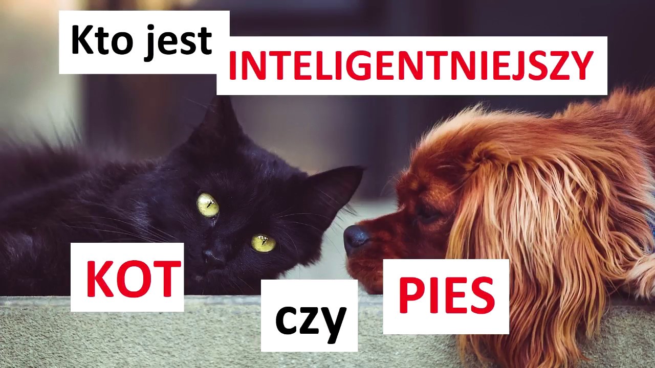 Kto jest mądrzejszy pies czy kot?