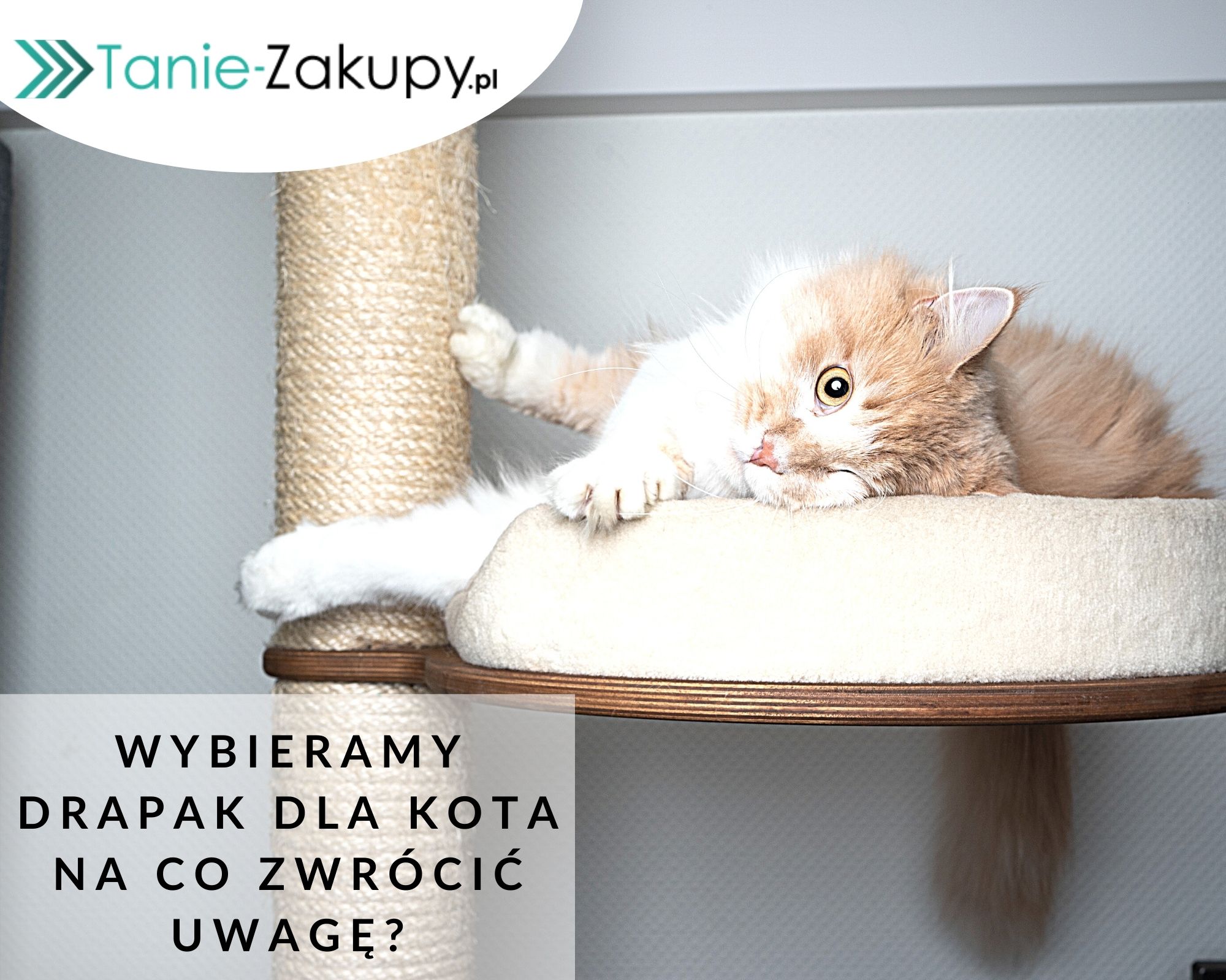 Na co zwrócić uwagę kupując kota?