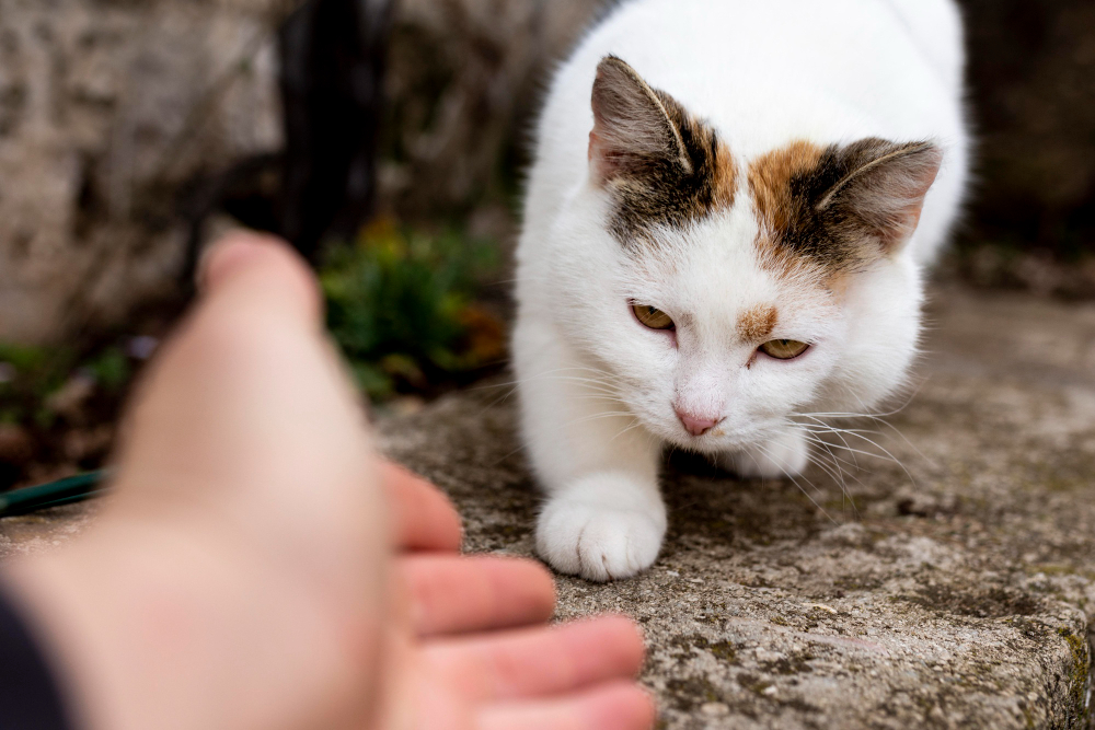 O co pytać przy adopcji kota?