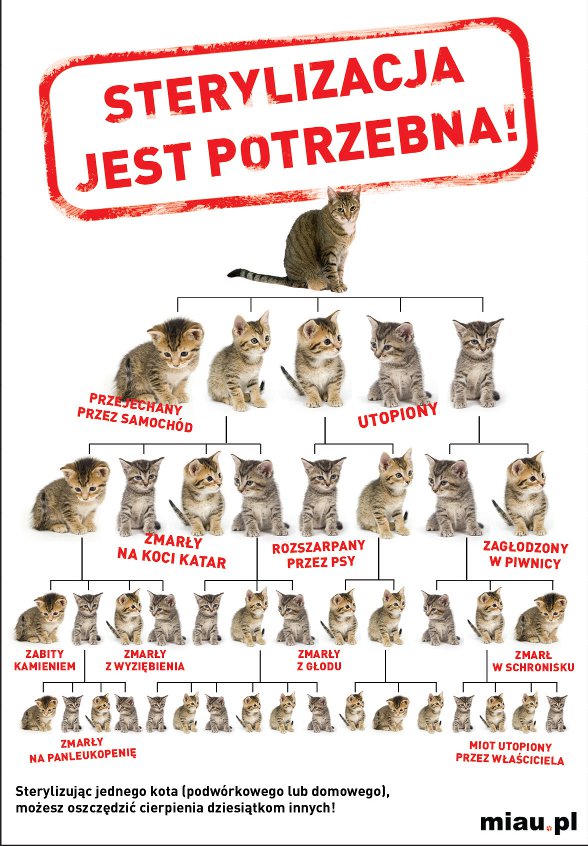 Po co się sterylizuje koty?