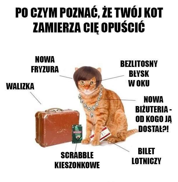 Po czym poznać, że Twój kot Cię szanuje?