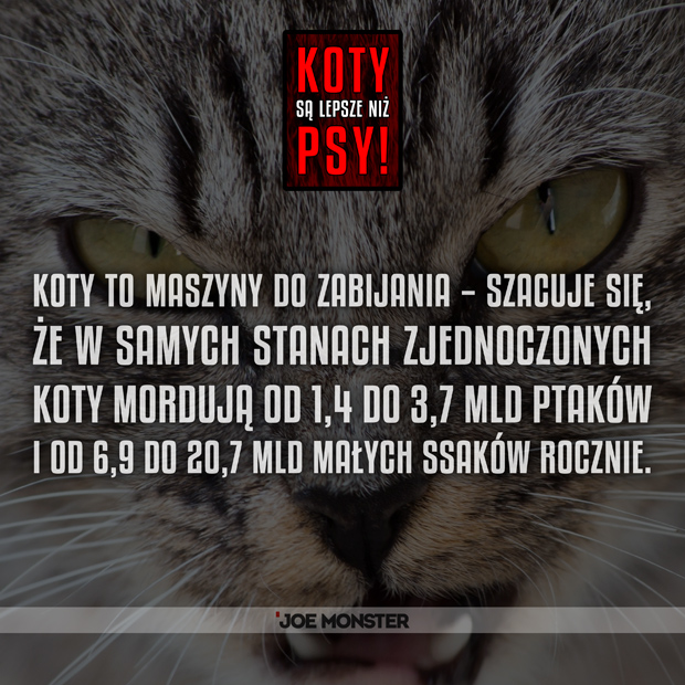 W czym koty są lepsze od psów?