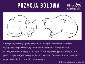 W jakiej pozycji leży kot?