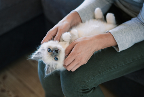 W jakim wieku kot nadaje się do adopcji?