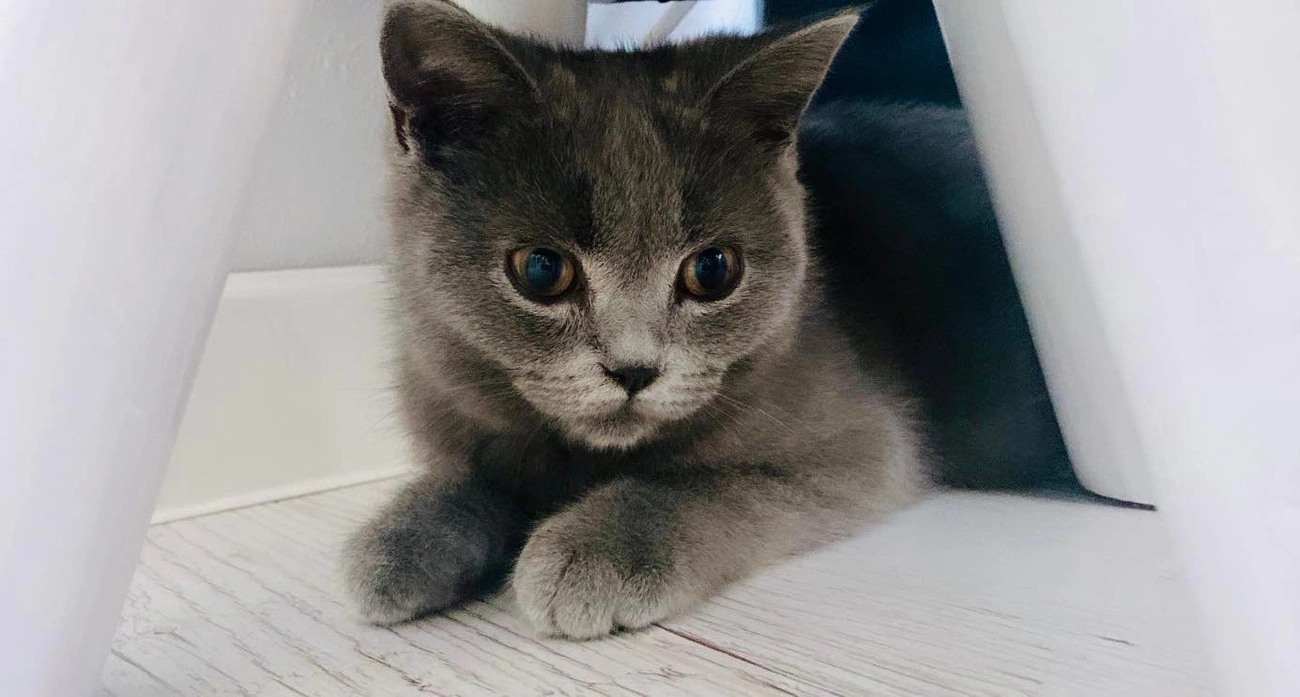Co Biblia mówi o kotach?