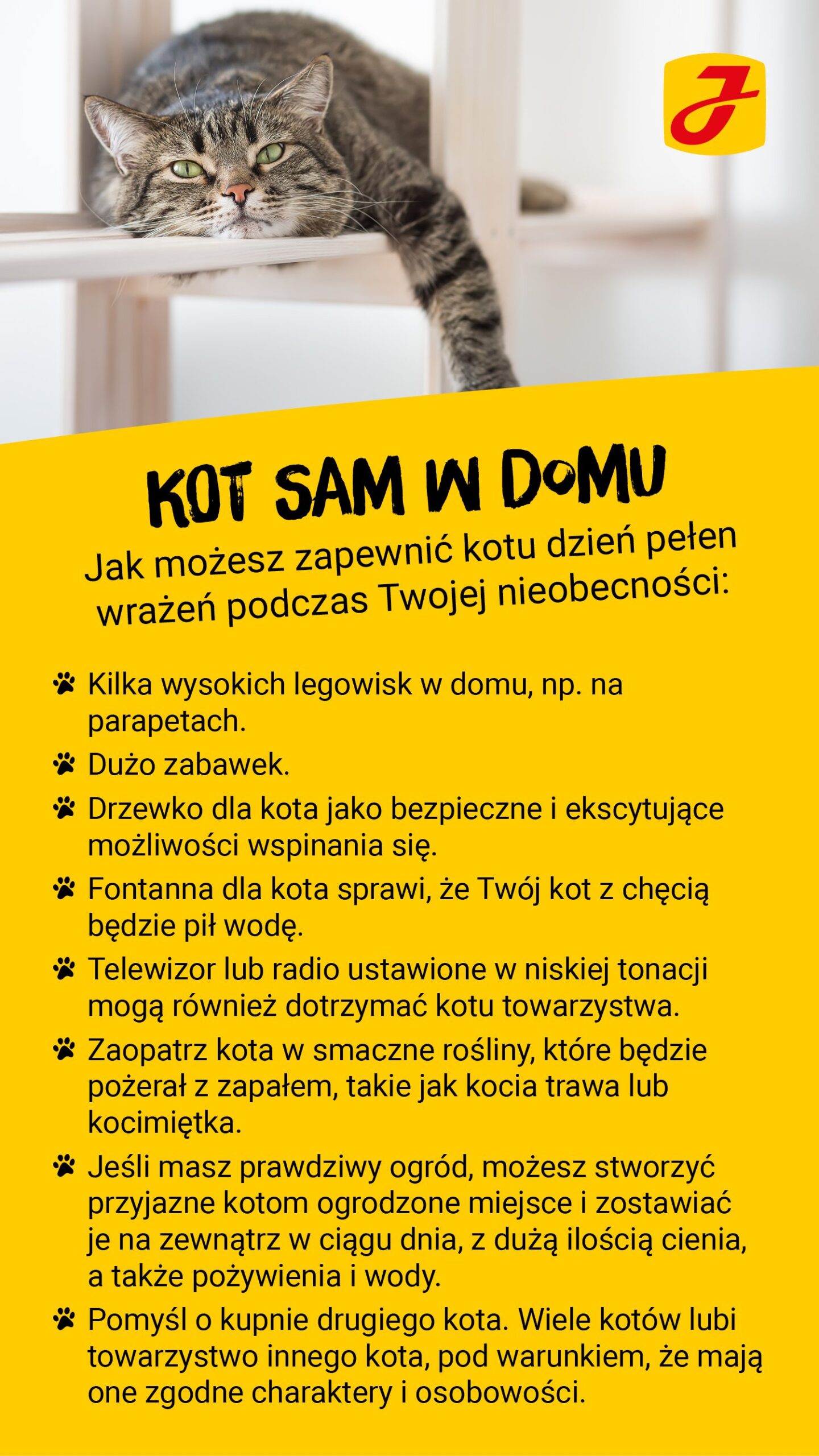 Co zrobić aby kot przychodził?
