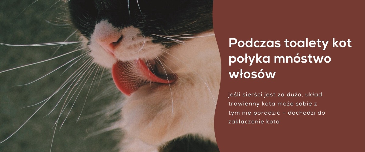 Co zrobić żeby kot miał ładną sierść?