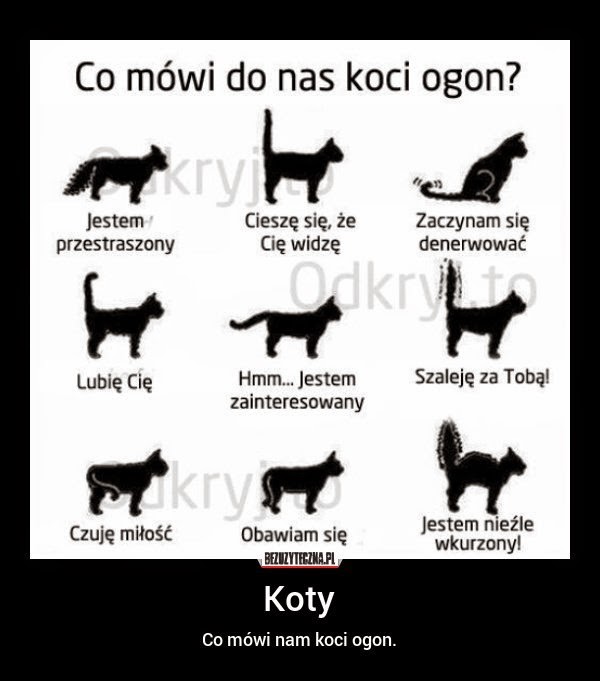 Czemu kot trzęsie?