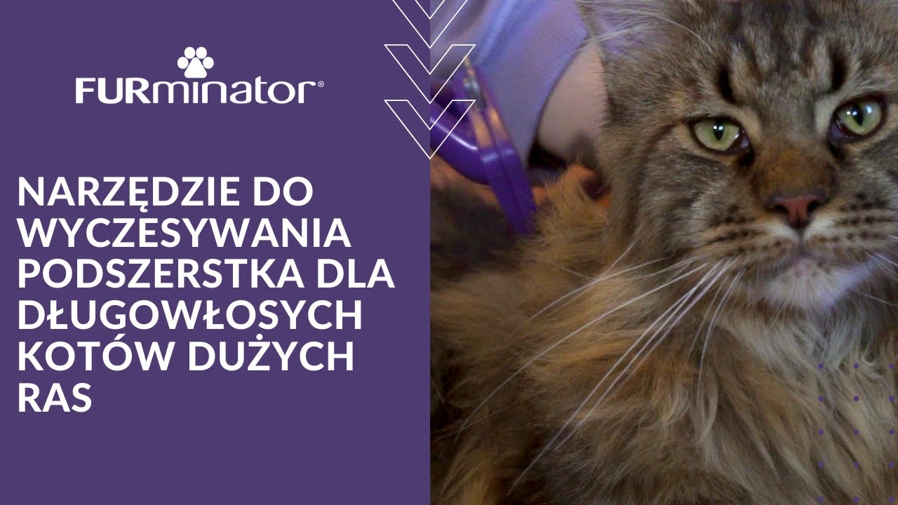 Czy FURminator jest dobry dla maine coona?