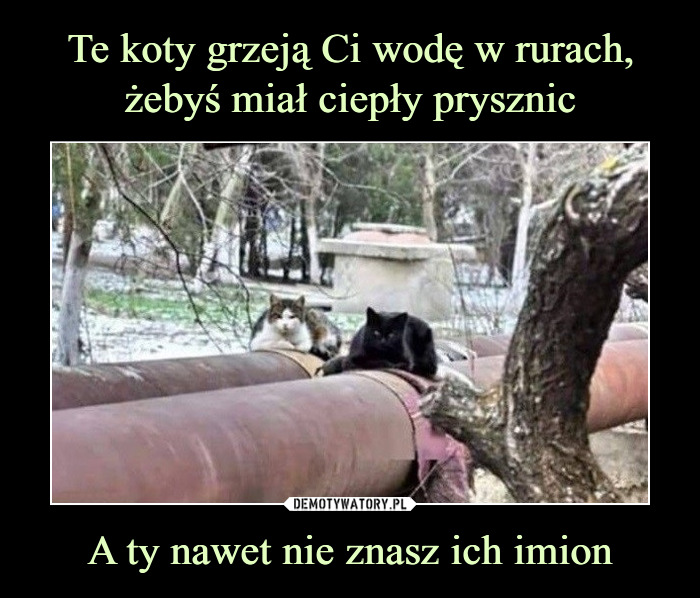 Czy kot grzeje?