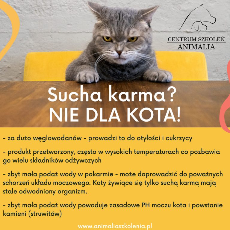 Czy kot może być karmiony tylko sucha karma?