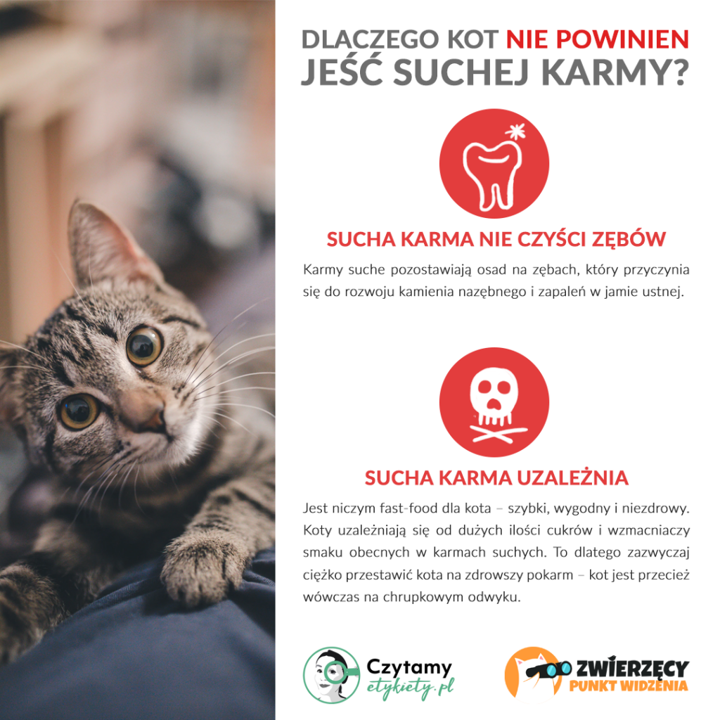 Czy kot może jeść tylko suchą karmę?
