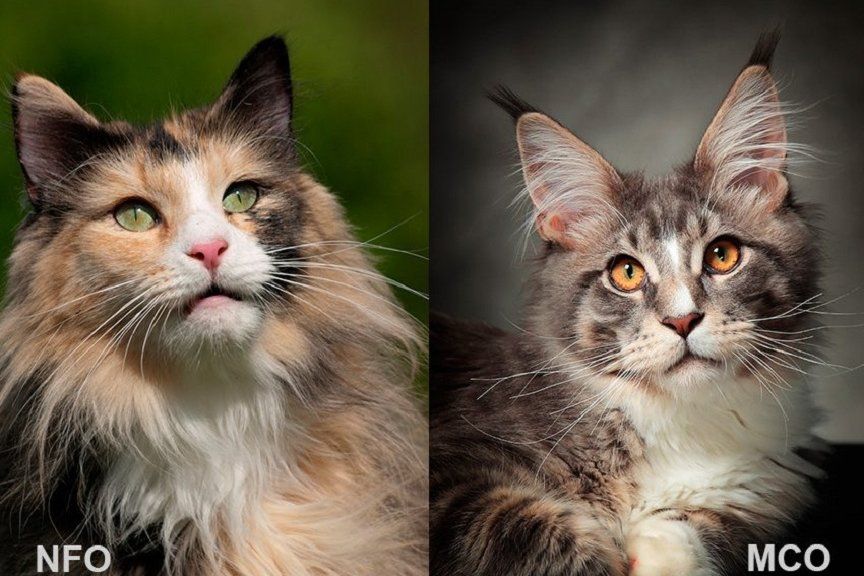 Czy kot norweski leśny to maine coon?