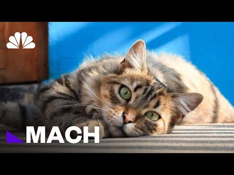 Czy kot przychodzi na zawołanie?