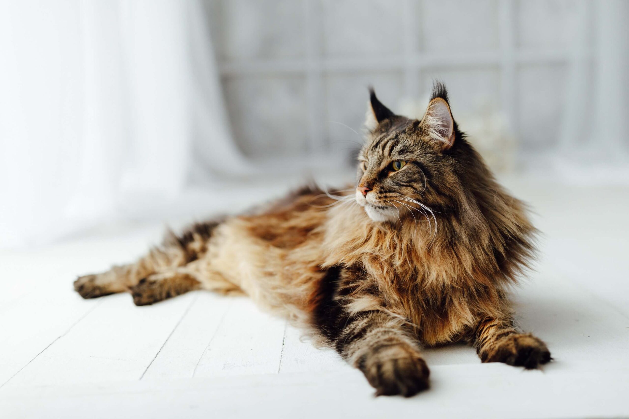 Czy maine coon lubi się przytulac?