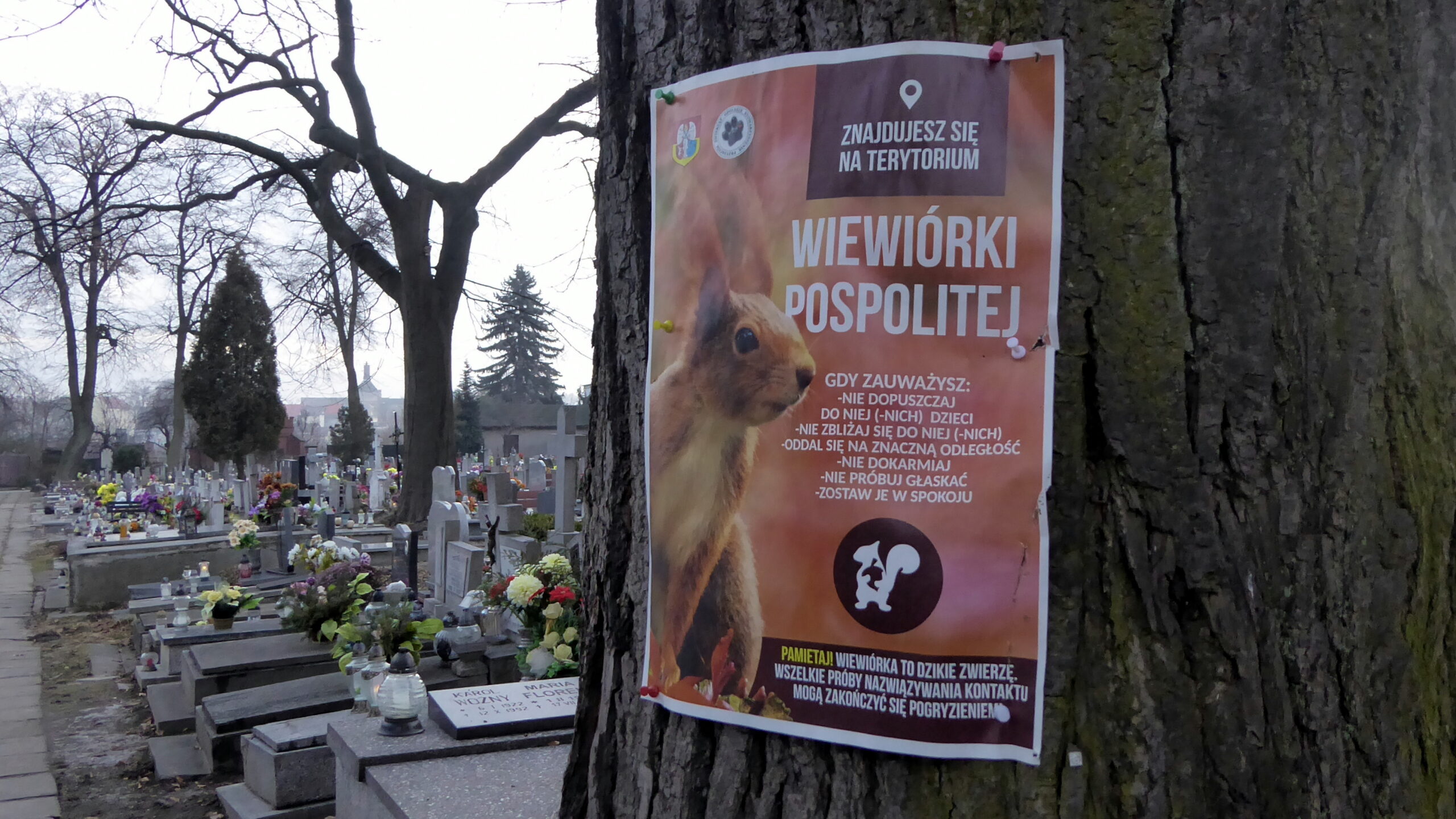 Czy można Glaskac wiewiórki?