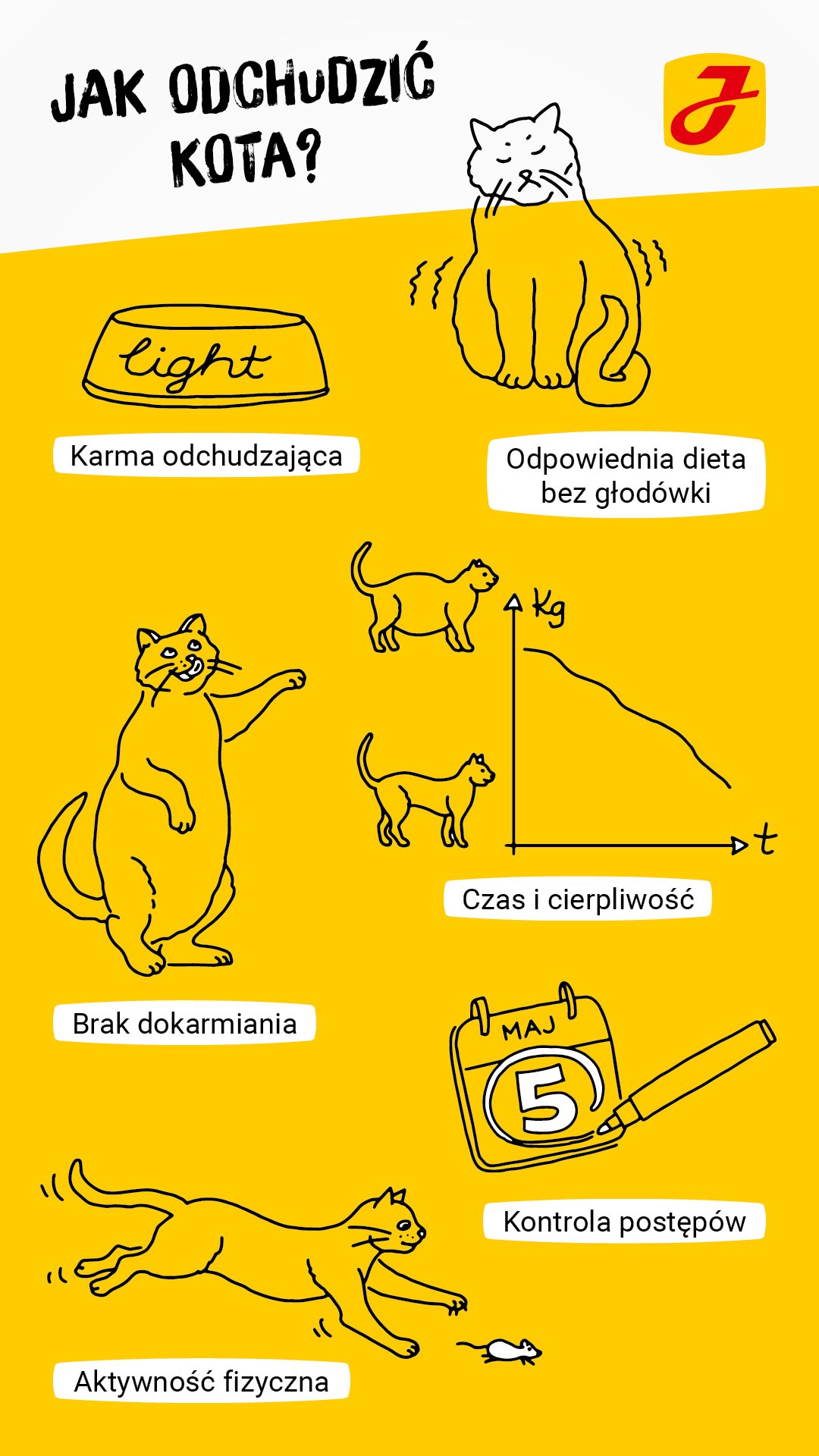 Czy można odchudzić kota?