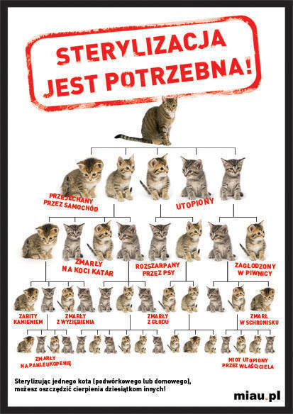 Czy trzeba kastrować kota domowego?