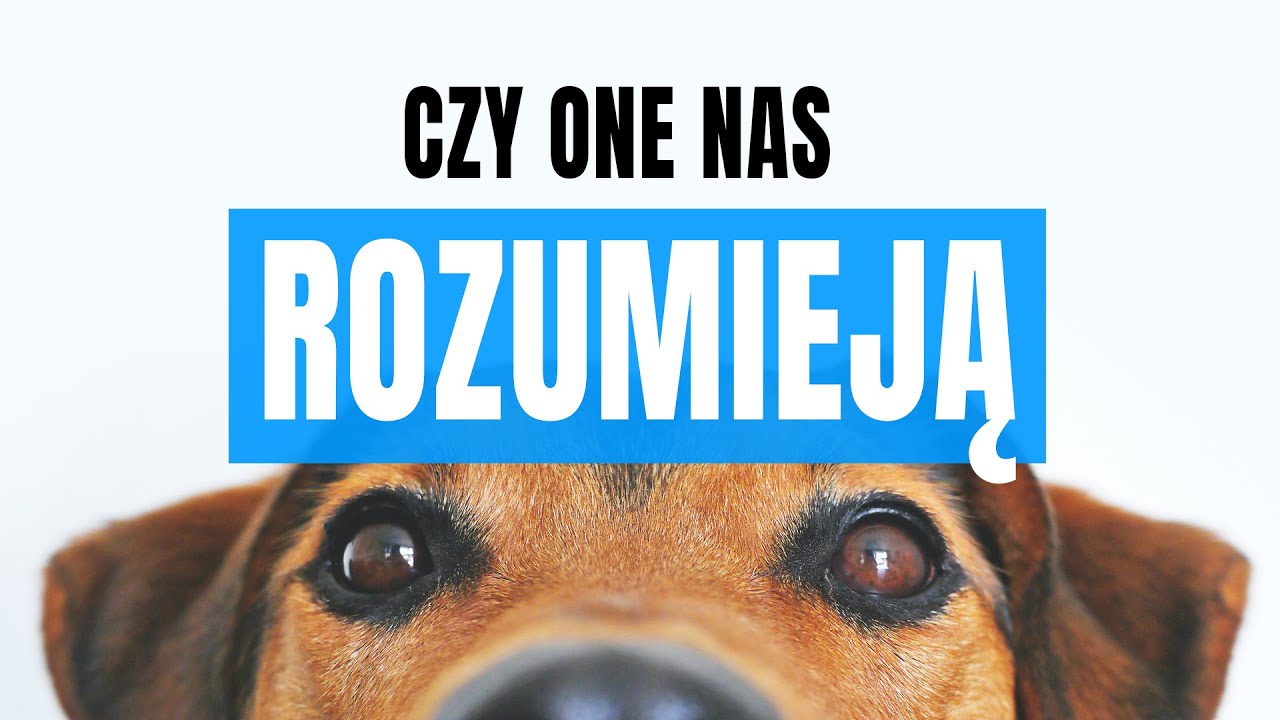 Czy zwierzęta mogą płakać?