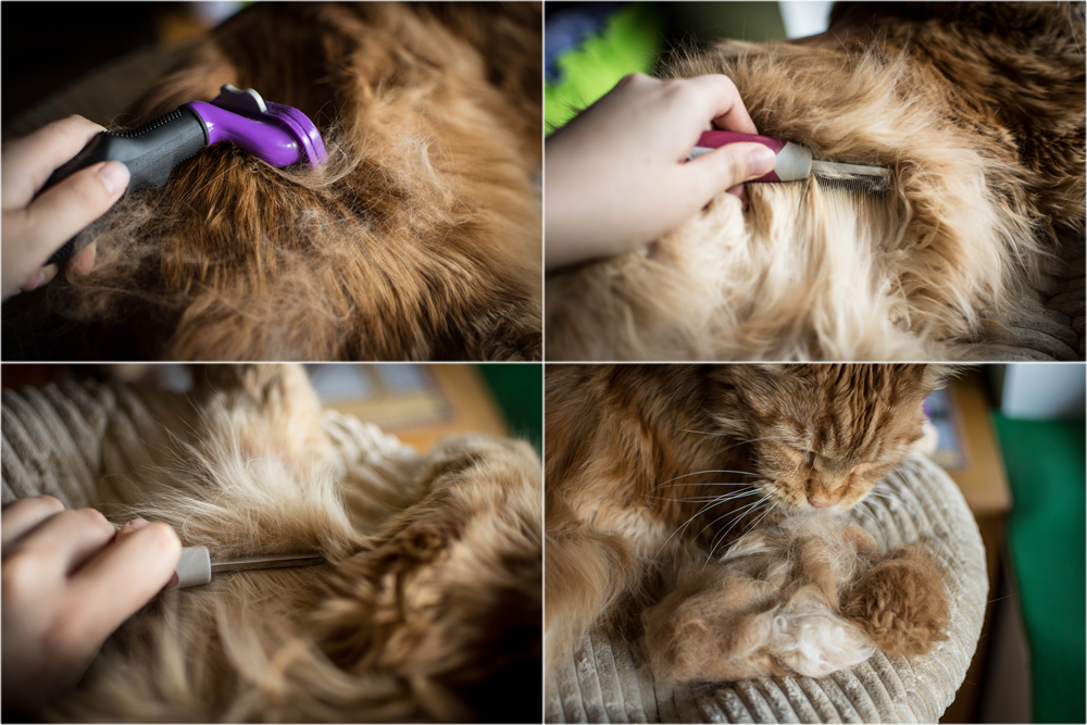 Czym czesać Maine Coon?