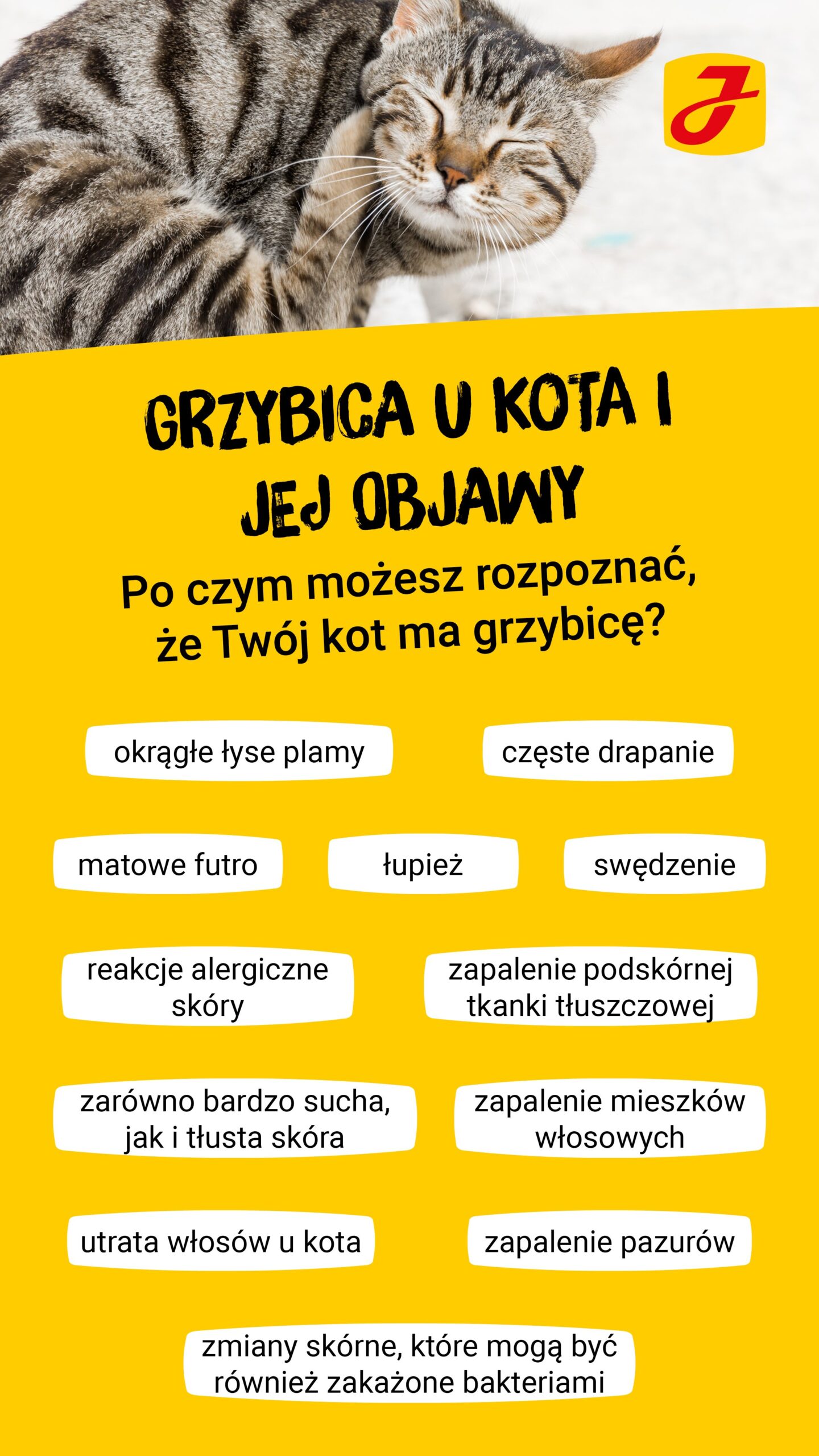 Czym leczyć grzybicę u kota?