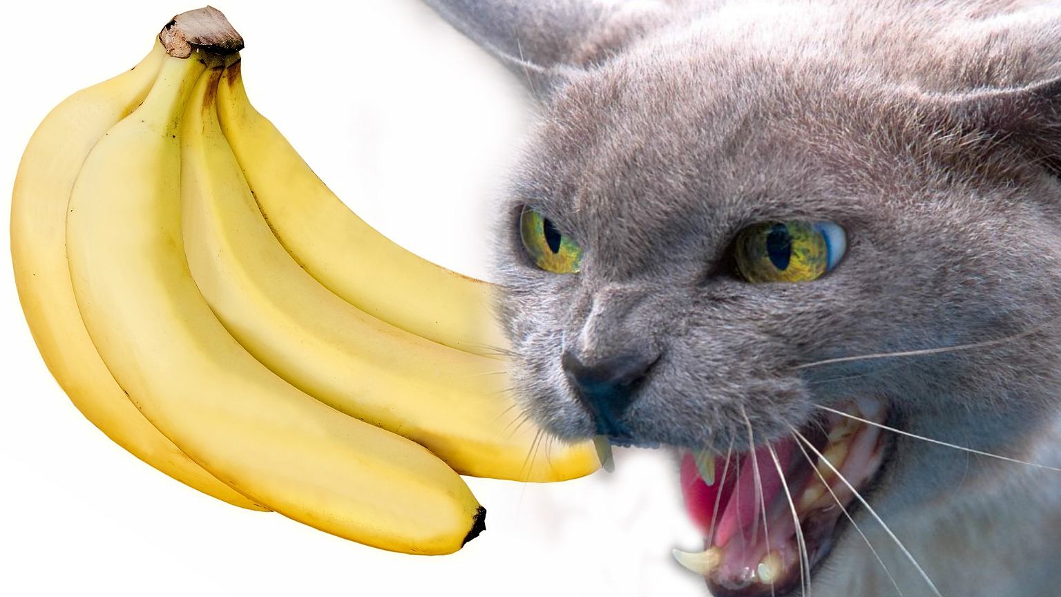 Dlaczego koty boją się bananów?