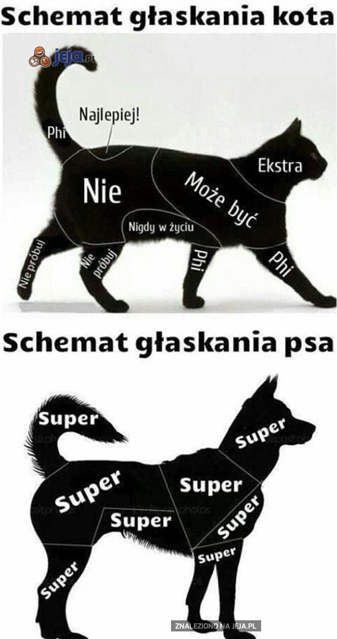 Gdzie kot lubi być Glaskany?