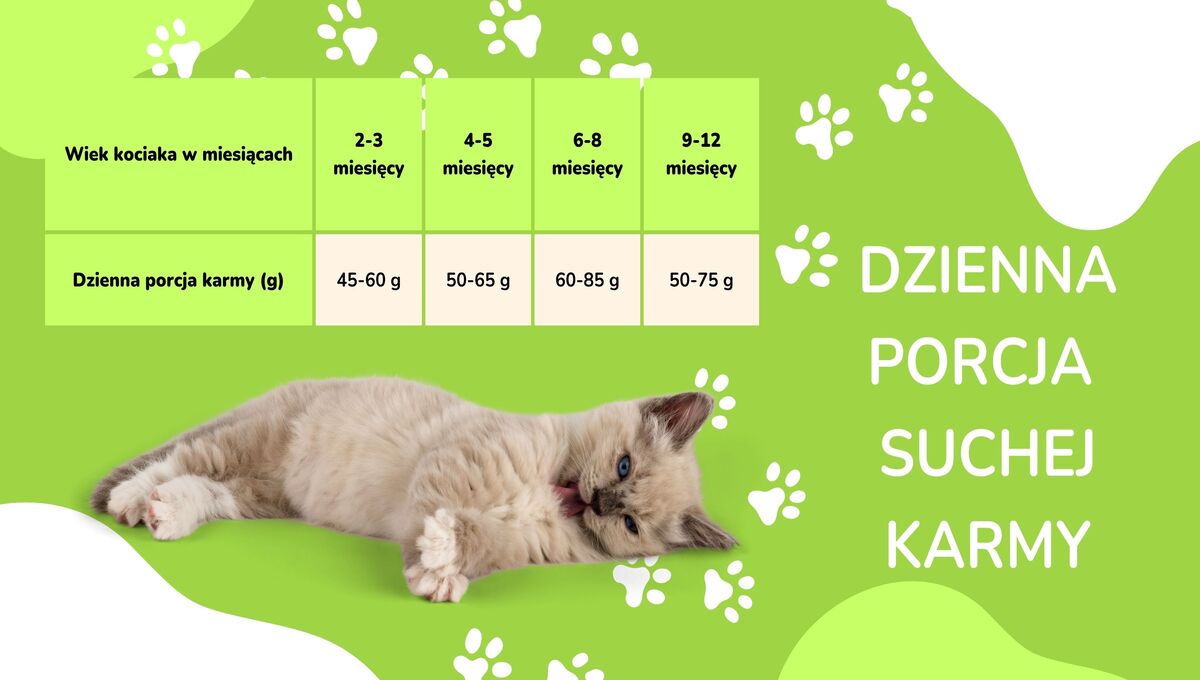 Ile powinien jeść kociak tabela?