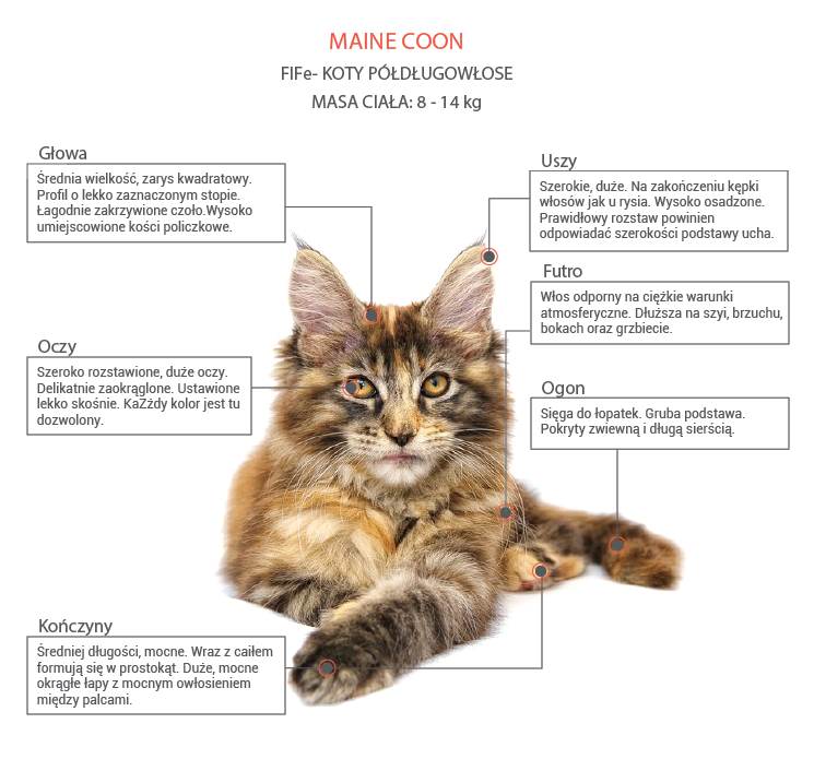 Ile śpi maine coon?