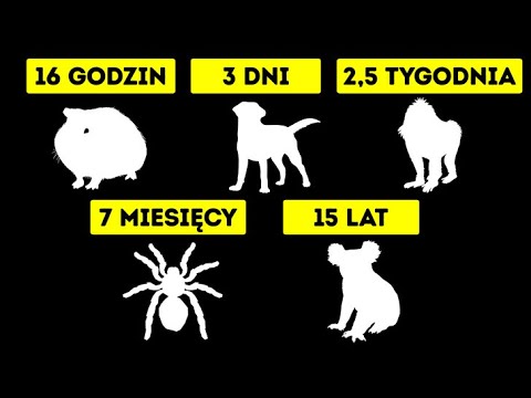 Jak długo kot może wytrzymać bez wody?