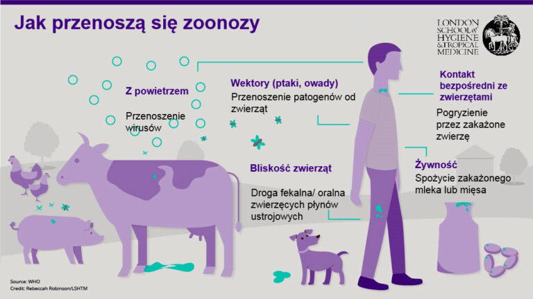 Jak można się zarazić choroba odzwierzęcą? - Fundacja dla kociąt