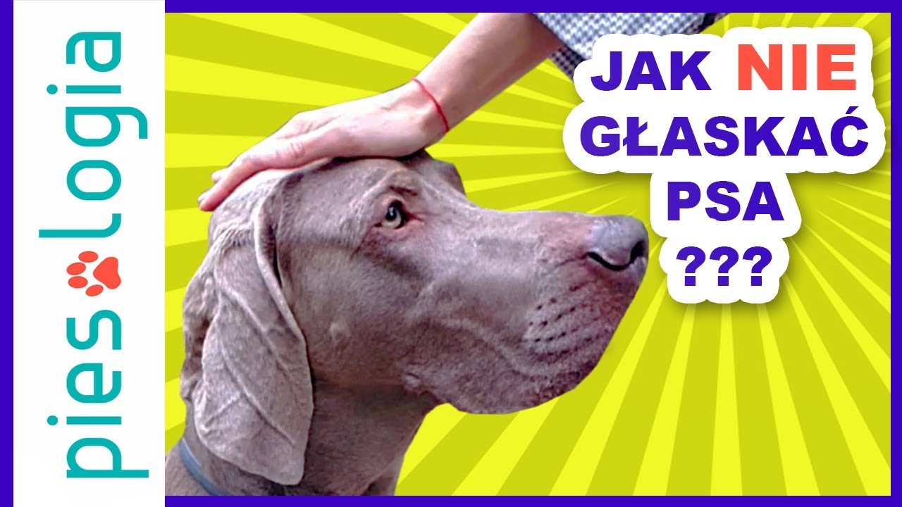 Jak nie należy głaskać psa?