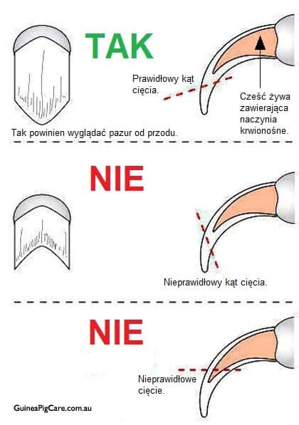 Jak obciąć kotu pazury jak się wyrywa?