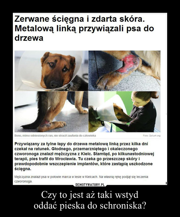 Jak oddać zwierzę do schroniska?