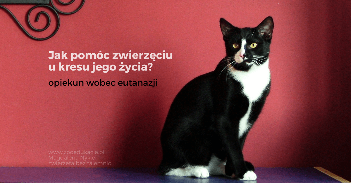 Jak pomóc kotu odejść?