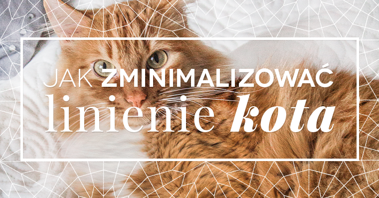 Jak poradzić sobie z linieniem kota?