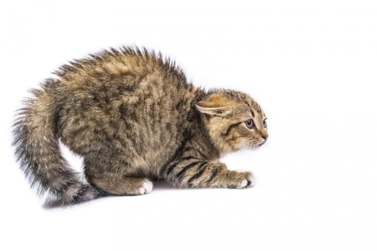 Jak poznać, że kot się ciebie boi?