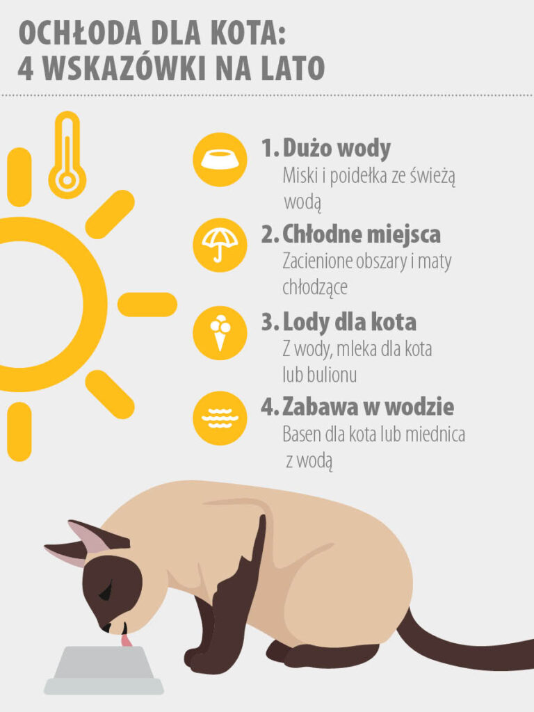 Jak schłodzić kota podczas upałów?